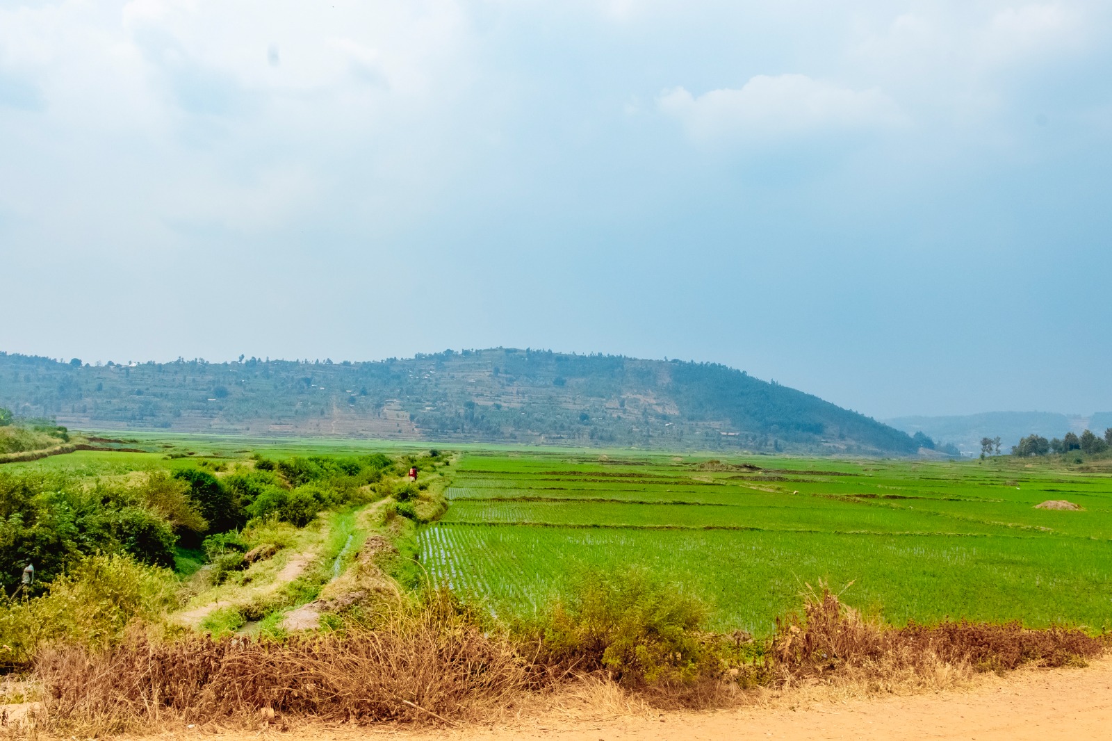 Thriving Rwandan rice cooperative financed together